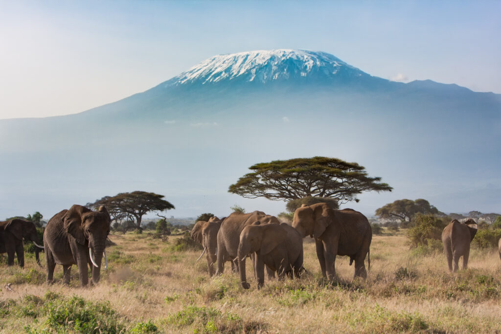 Elephants on the plains in front of Mount Kilimanjaro