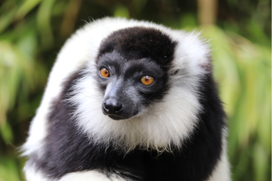 black and white ruffled lemur madagascar.