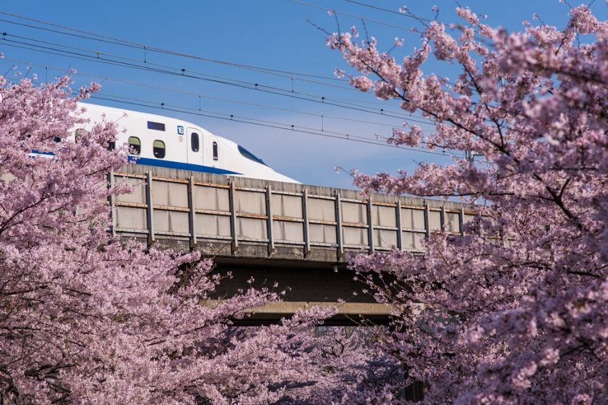 cherry blossom japan bullet train.