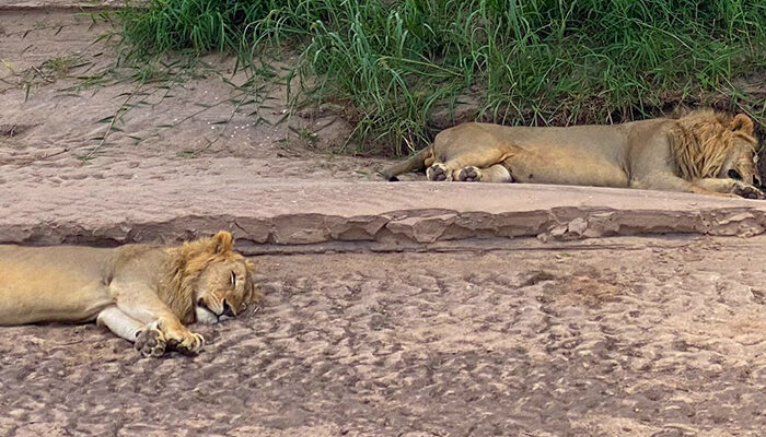 Finding My Own Lion in Tanzania