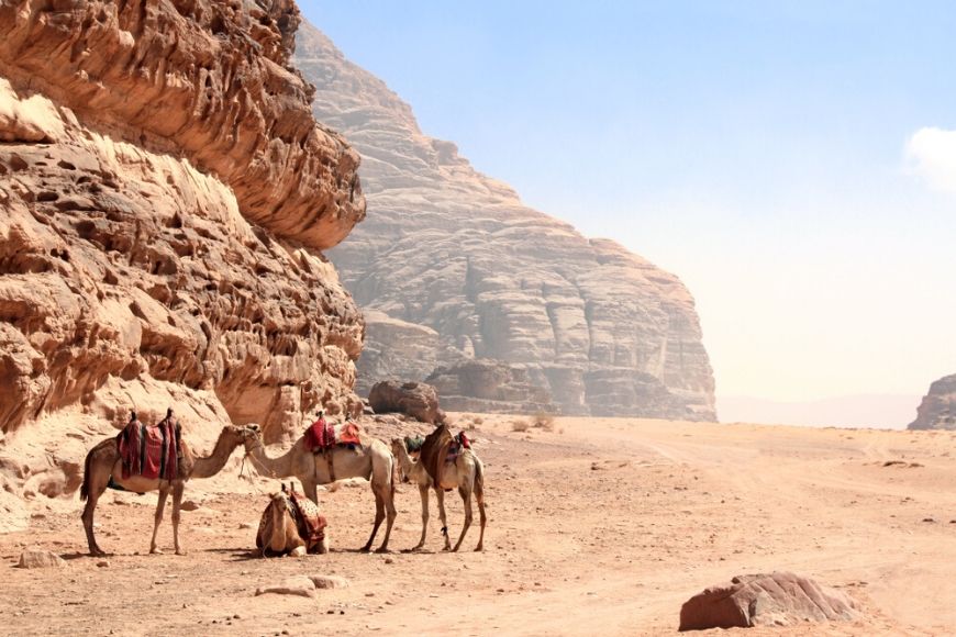 camels Wadi Rum desert Jordan.
